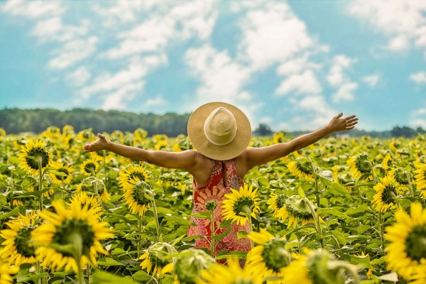 Мексиканцы работают на поле с подсолнухами