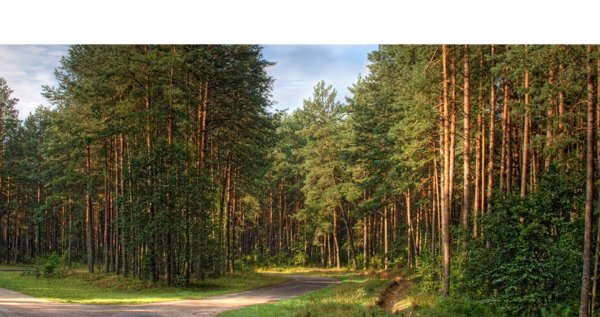 Утром в Сосновом лесу