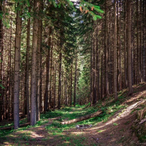 Брянск Сосновый Бор леса