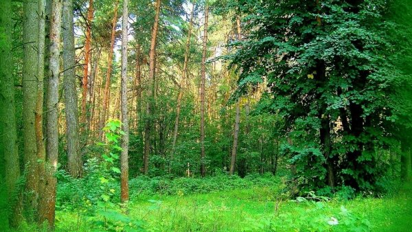 Сосновый Бор дом ельник