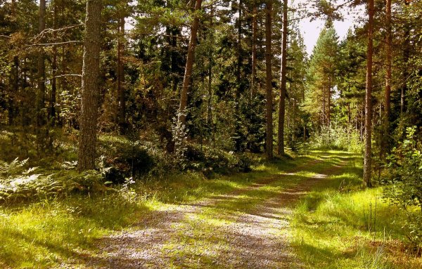 Красивый лес