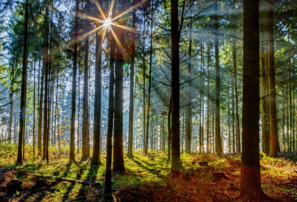 Лес Сосновый Парголово