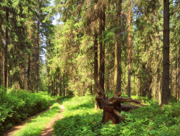 Сосновый Бор в Подмосковье лес
