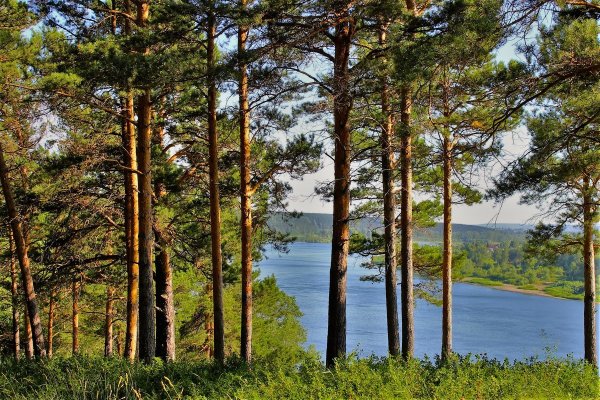 Сибирский Сосновый лес