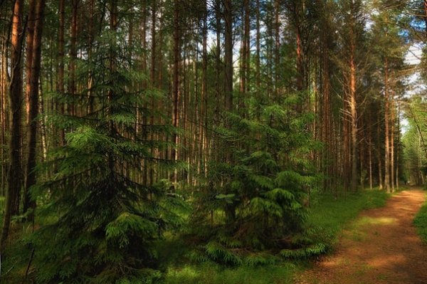 Лесная Поляна Сосновый Бор