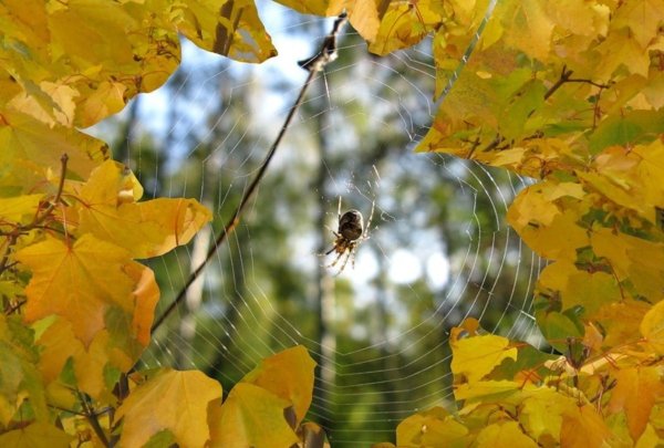 Рыжая девушка в желтом платье