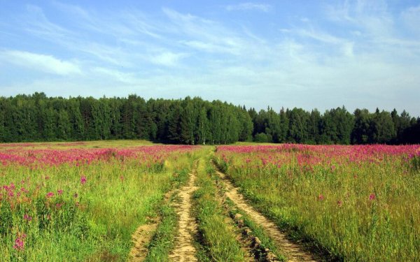 Новоаннинский район луговые поля