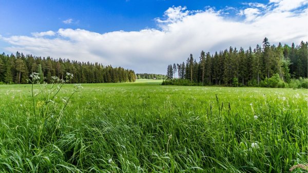 Участок Фореста Лесная Поляна