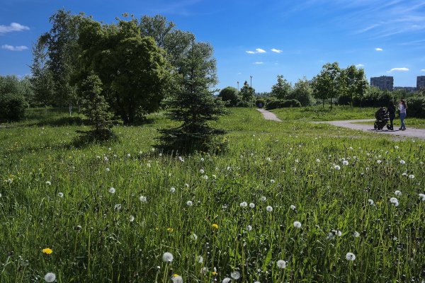 Июнь природа