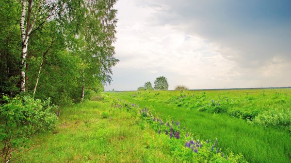 Лето июль деревня