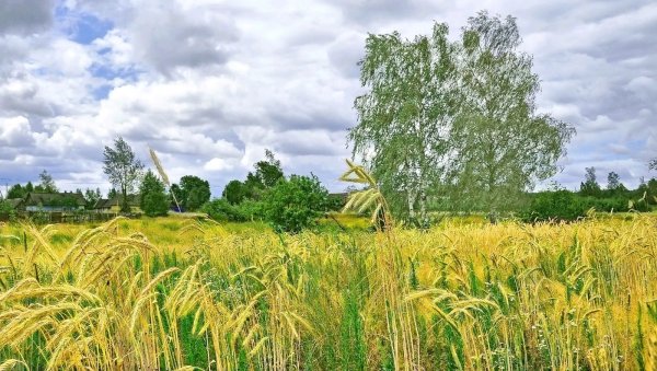 Деревенская природа