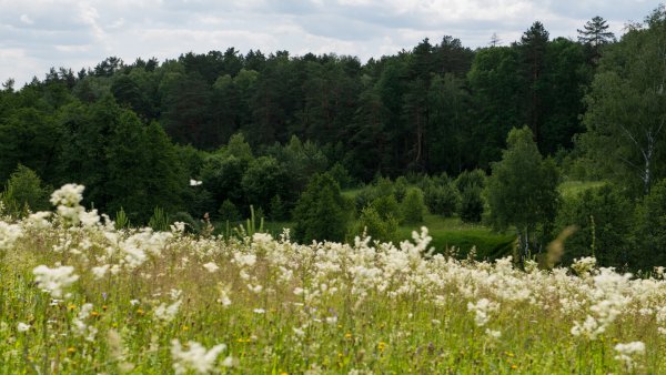 Лето в деревне