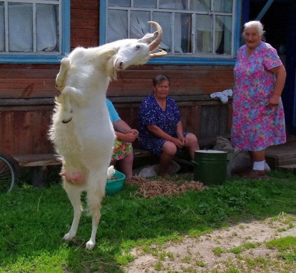 Домик в деревне карикатура