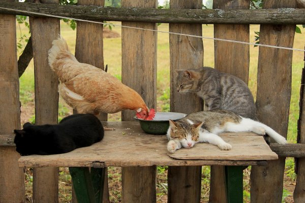 Фразы про деревню