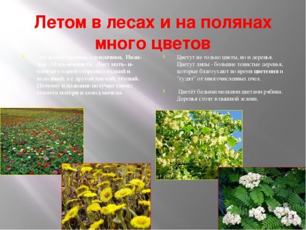 Проект о лете