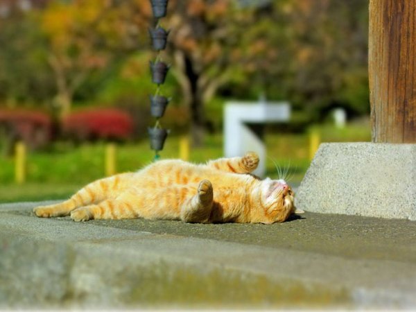 Кошки в жару