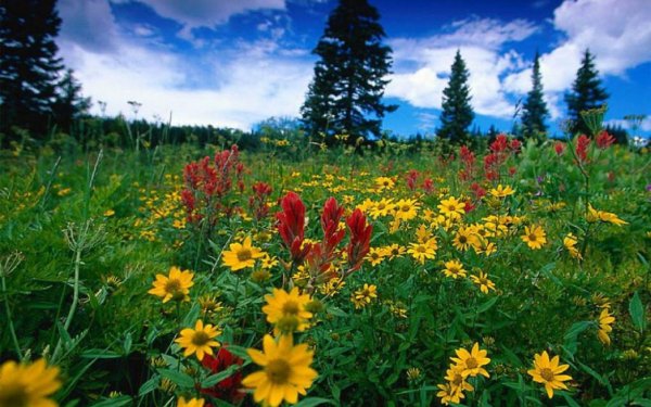 Лето отпуск