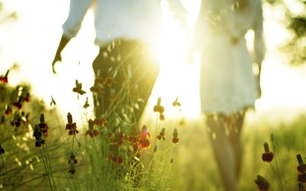 Поляна с цветами и бабочками