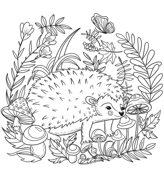 Раскраска Ёжик