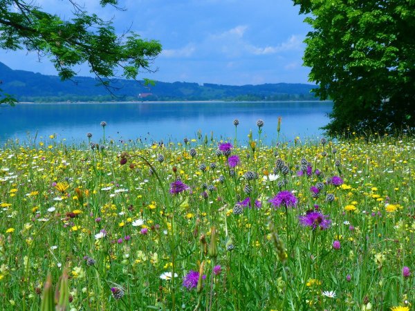 Радуга над лугом