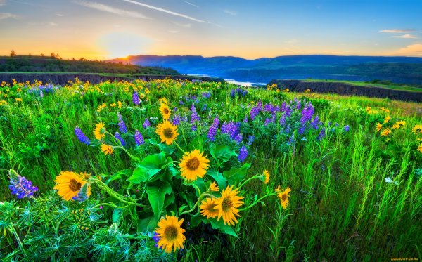 Летняя природа