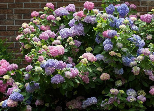 Гортензия крупнолистная вечное лето