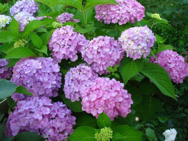 Гортензия крупнолистная вечное лето
