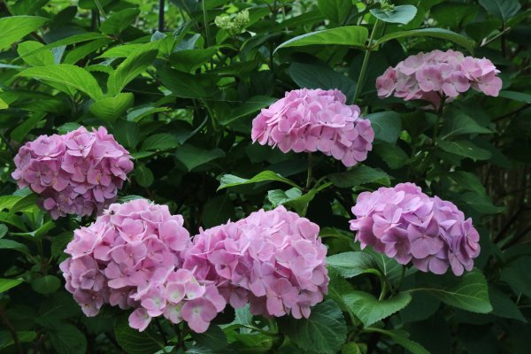 Гортензия крупнолистная Бесконечное лето