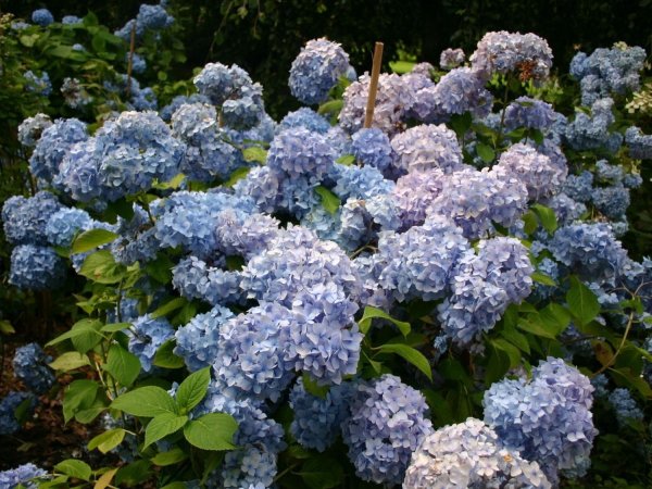 Гортензия крупнолистная Эндлесс саммер голубая