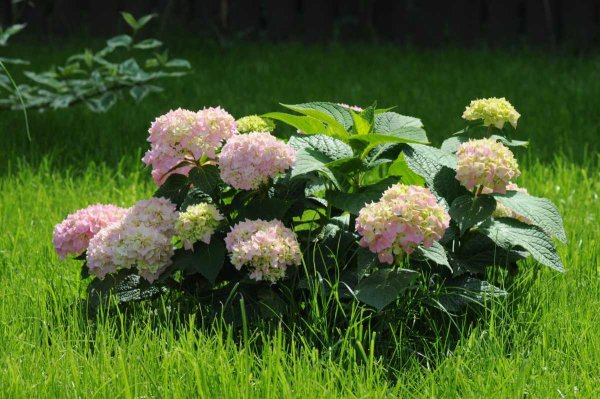 Гортензия крупнолистная э