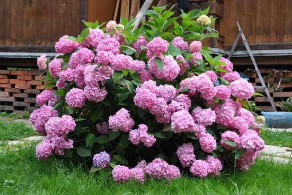 Гортензия древовидная вечное лето