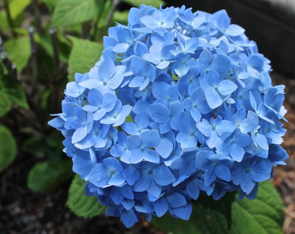 Гортензия крупнолистная endless Summer