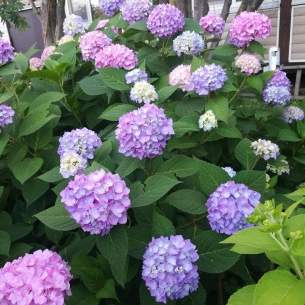 Гортензия метельчатая Бесконечное лето