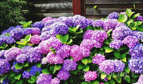 Гортензия крупнолистная вечное лето