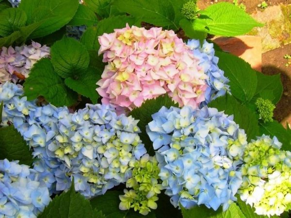 Гортензия крупнолистная Эндлесс саммер