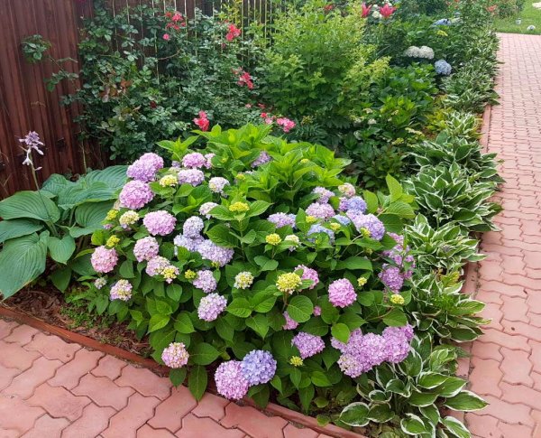 Гортензия крупнолистная Синдерелла