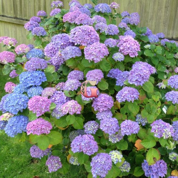 Гортензия крупнолистная саммер