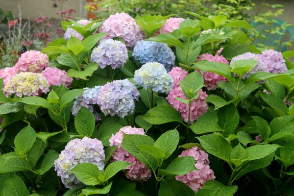 Гортензия крупнолистная endless Summer