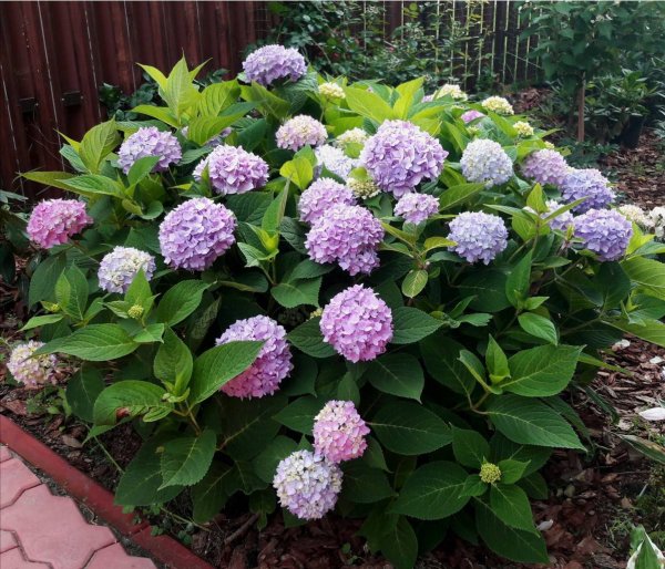 Гортензия крупнолистная ориджинал