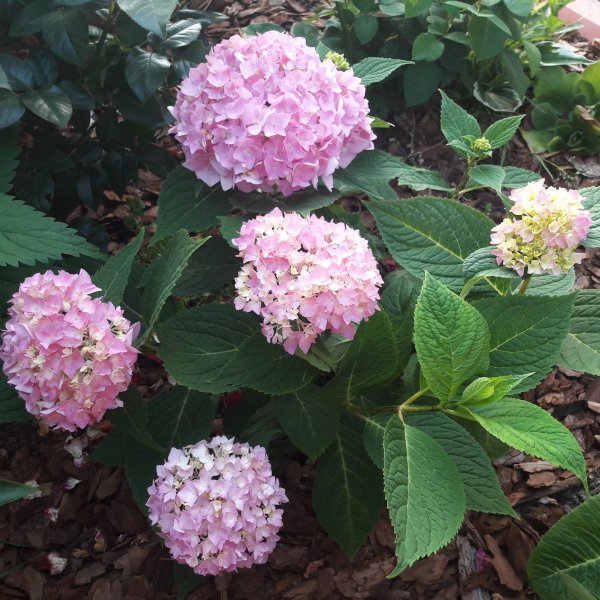 Гортензия круглолистная