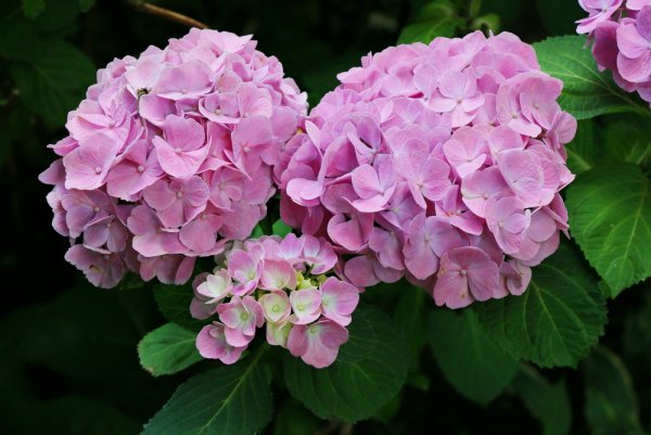 Гортензия крупнолистная endless Summer