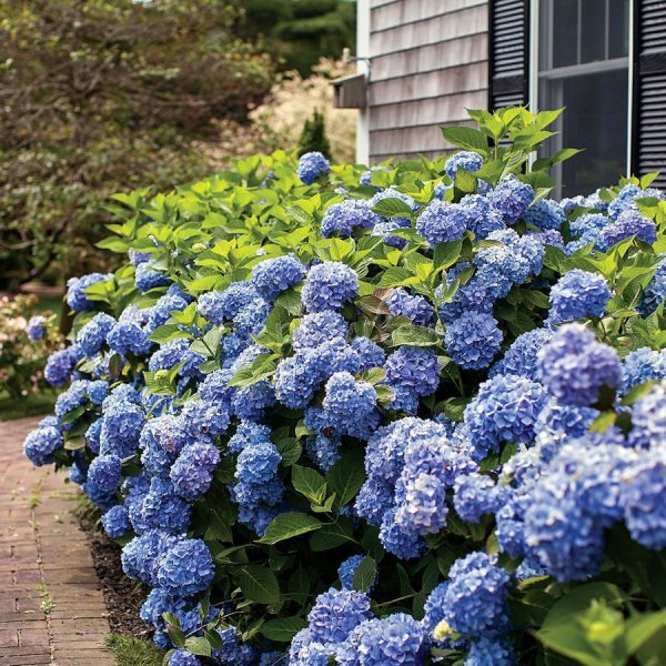 Гортензия крупнолистная саммер