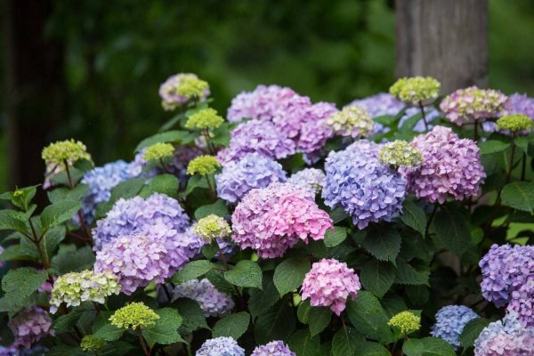 Гортензия крупнолистная Эндлесс саммер