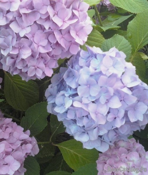 Гортензия Эндлесс