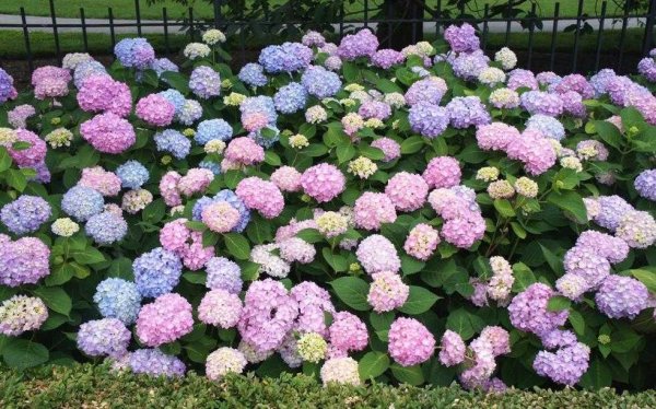 Гортензия крупнолистная Эндлесс саммер