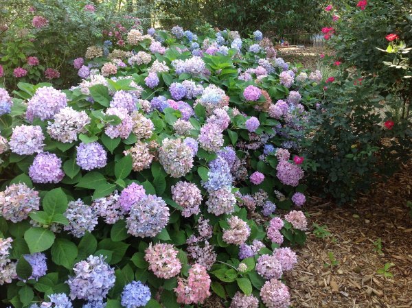 Гортензия Сельма крупнолистная