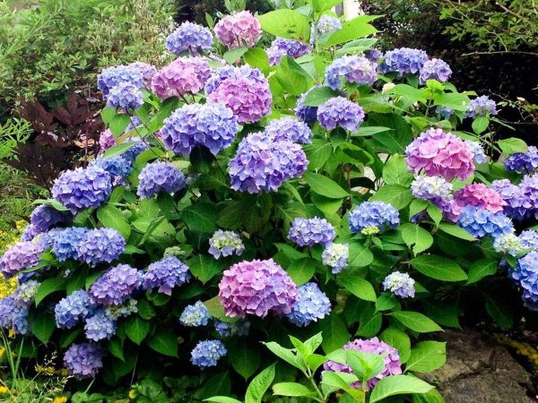 Гортензия метельчатая крупнолистная