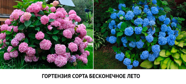 Endless Summer Hydrangea (Hydrangea macrophylla 'Bailmer') at Bachman's Landscap