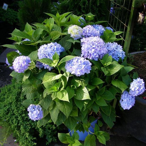 Инглес Самер гортензия