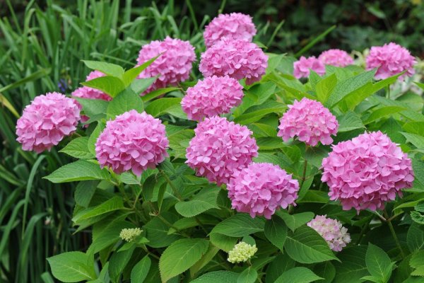 Гортензия крупнолистная саммер лав